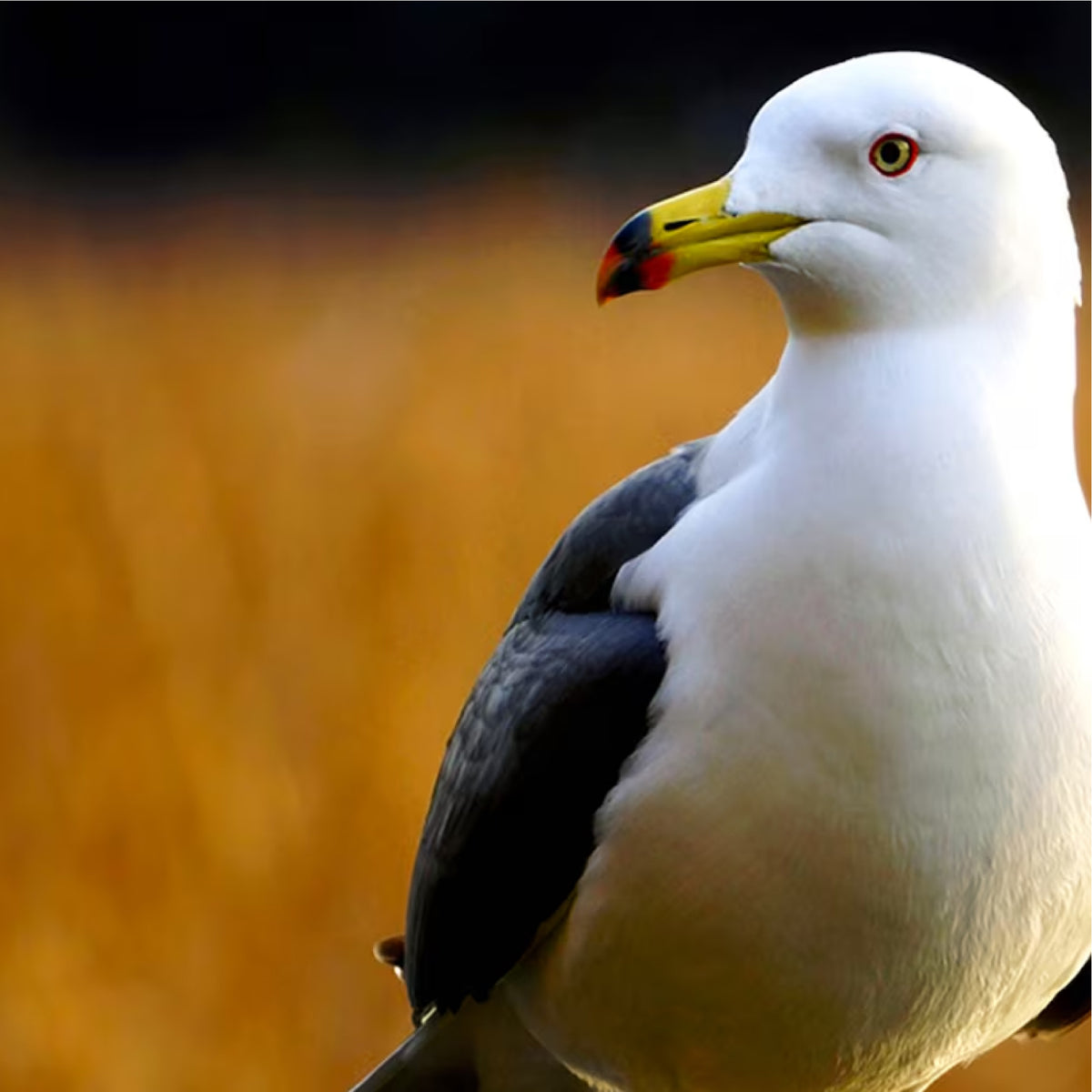 Lente Sony SEL E 55-210MM F/4.5-6.3 OSS